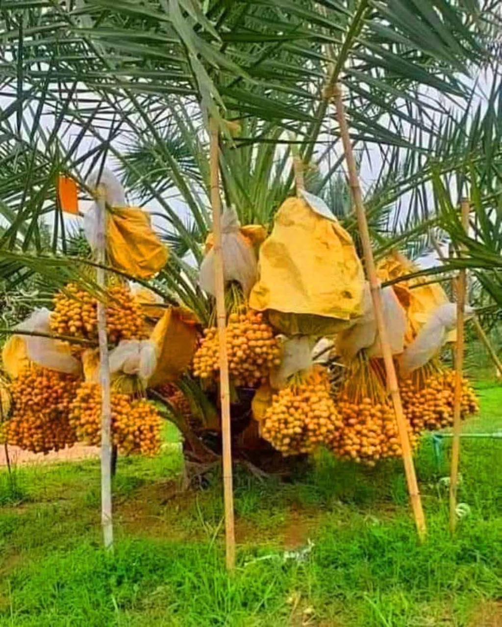 সৌদি খেজুর গাছ জাত আজওয়া