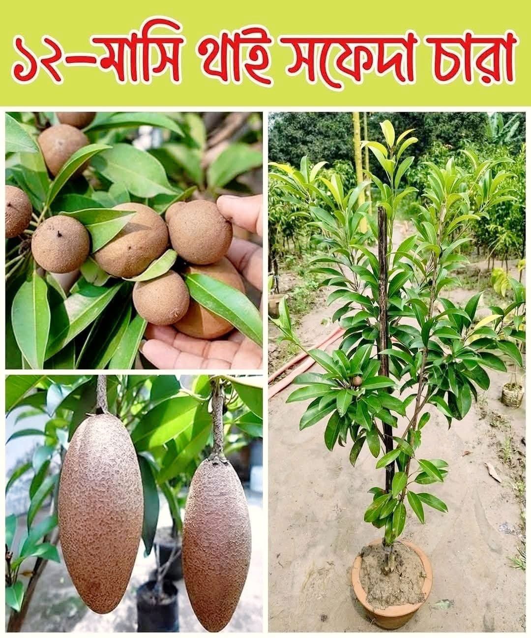 ১২ মাসি থাই ছবেদা