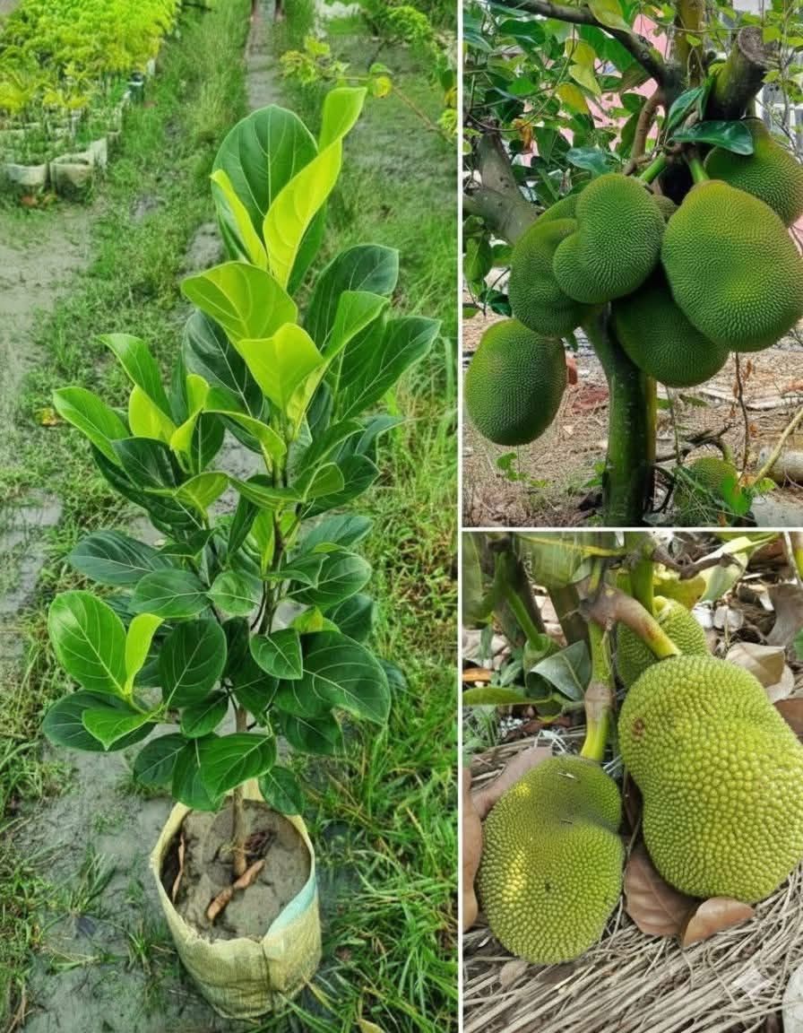 বারো মাসি কাঠাল চারা