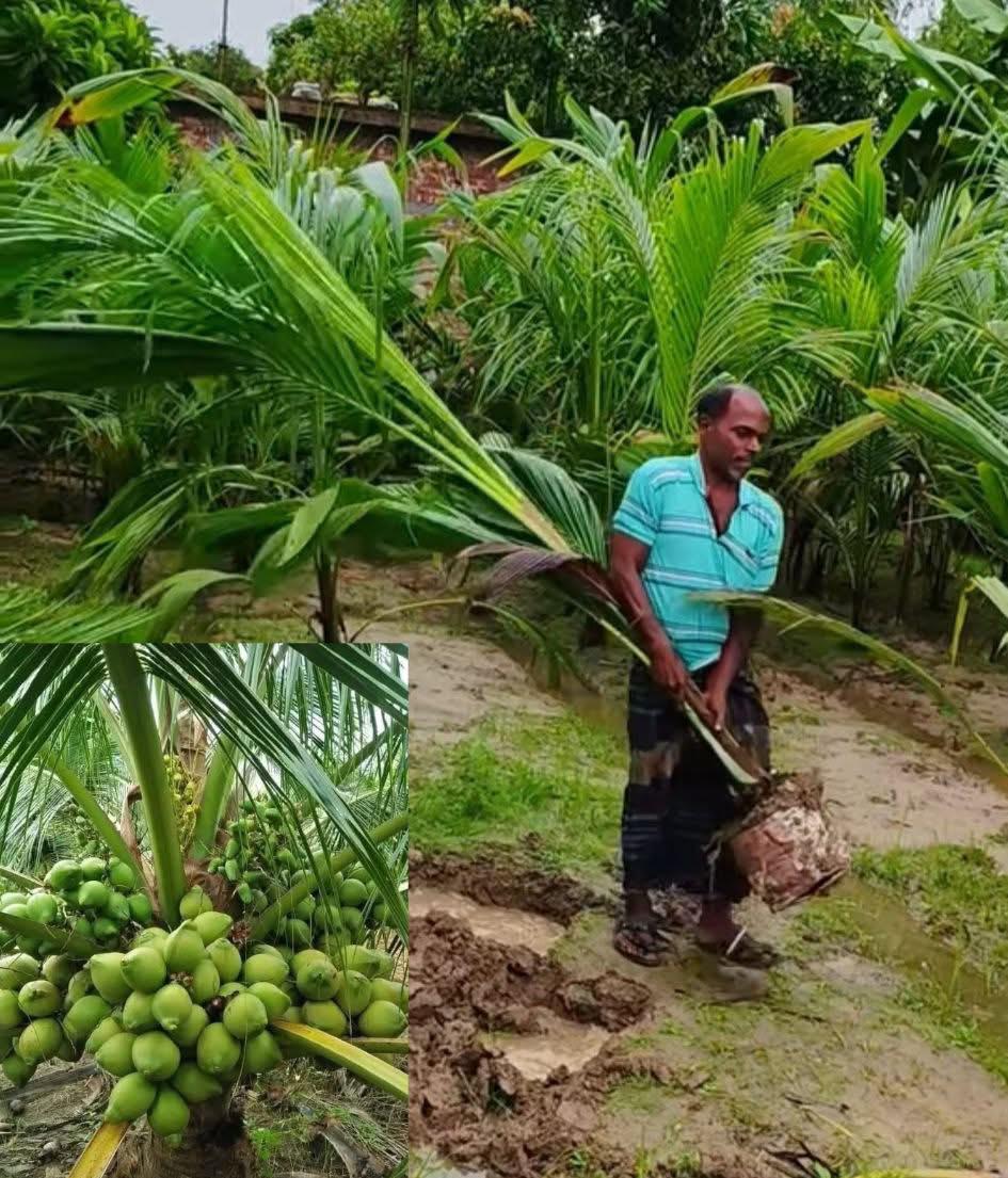 হাইব্রিড নারীকেল